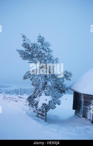 Salla, Finlandia. 24 dicembre, 2016. Temperature si situava attorno a -5 gradi centigradi nella Salla, Finand questa mattina, sabato 24 dicembre. Credito: Chris Stevenson/Alamy Live News Foto Stock