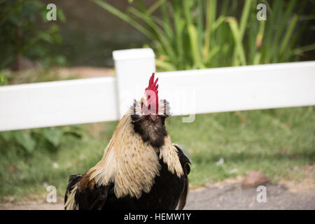 Gallo Faverolle aggressione nel display Foto Stock