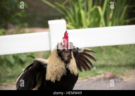 Gallo Faverolle aggressione nel display Foto Stock