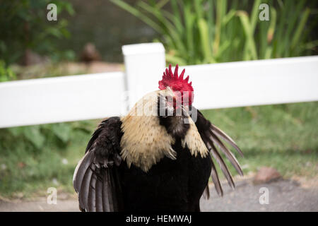 Gallo Faverolle aggressione nel display Foto Stock