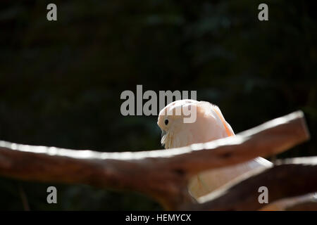 Profilo di salmone-crested cockatoo Foto Stock