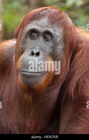 Wild Bornean Orangutan (Pongo pygmaeus) Foto Stock