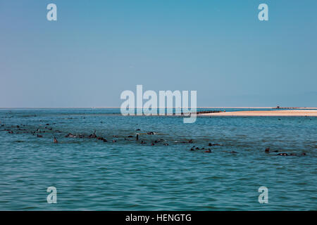 Enorme mandria di pelliccia sigillo nuotare vicino alla riva di scheletri nell'Oceano Atlantico, Sudafrica, Namibia. Foto Stock