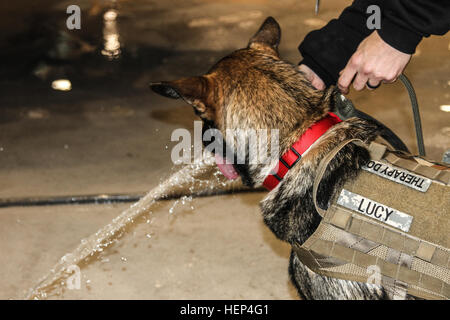 Lucia, Sgt. 1. Classe Duane Harrison cane, prende un drink da un tubo flessibile di acqua il 10 febbraio nel Super Hangar su Camp Humphreys, Corea del Sud. Lucia aveva avuto sete da tutte le visite con i soldati avevano fatto quel giorno. Un soldato migliore amico 150210-A-TU438-002 Foto Stock