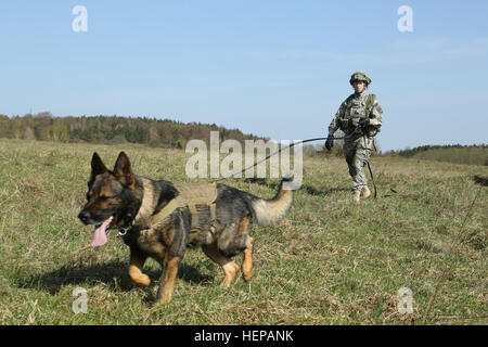 Stati Uniti Army Sgt. Miranda Olejniczak e cane da lavoro Kajo di 615th Polizia Militare (MP) azienda, 709th MP Battaglione, XVIII MP brigata, condurre una ricerca di farmaci come parte della costruzione di un detenuto camp missione durante l'esercizio Saber Junction 15 presso l'U.S. Dell'esercito multinazionale comune disponibilità centro in Hohenfels, Germania, Aprile 16, 2015. Saber Junction 15 prepara la NATO e partner le forze della Nazione per offensiva e difensiva e operazioni di stabilità e promuove l'interoperabilità tra i partecipanti. Saber Junction 15 ha più di 4.700 partecipanti provenienti da 17 paesi, per includere: Albania, Armenia, Belg Foto Stock