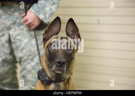 Stati Uniti Army Sgt. Stephen Strick, militare 550i cane da lavoro distacco detiene Tina guinzaglio come lei in posa per una foto durante il funzionamento del giocattolo Drop, Fort Bragg, N.C., Dicembre 4, 2015. Il funzionamento del giocattolo goccia combina U.S. Esercito personale di riserva, Esercito paracadutisti, decine di volontari e nazione partner personale militare, più di una dozzina di Air Force velivoli e giocattoli, tutti per quello che è diventato il più grande del mondo di combinata airborne il funzionamento. (U.S. Esercito foto di Spc. Tracy McKithern/RILASCIATO) usa il funzionamento del giocattolo goccia 2015 151204-A-LC197-002 Foto Stock