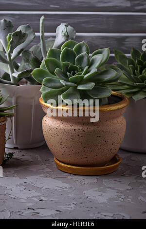 Diversi tipi di piante succulente in vaso sul davanzale. Messa a fuoco selettiva Foto Stock