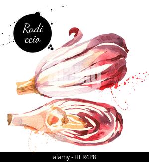 Acquerello radicchio rosso radicchio di Treviso. Isolato alimenti eco illustrazione su sfondo bianco Illustrazione Vettoriale