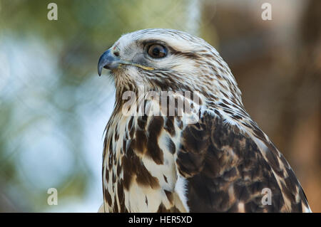 Stati Uniti d'America, USA, Montana, MT, West Yellowstone, il Grizzly & Wolf Discovery Center (Centro), Zampe ruvida Hawk, Foto Stock