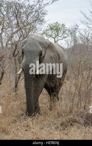Maschio adulto dell' elefante africano (Loxodonta africana), Sud Africa e Africa Foto Stock
