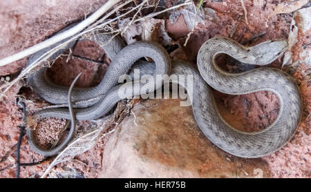 Western terrestre serpente giarrettiera - Thamnophis elegans Foto Stock