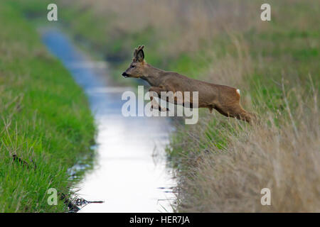 Unione il capriolo (Capreolus capreolus) buck con corna coperta in velluto saltando brook in esecuzione attraverso prati in primavera Foto Stock