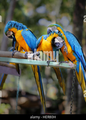 Foto divertenti con grande bella macaw pappagalli Foto Stock