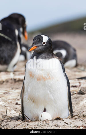 Pinguino Gentoo su Falkland Island Foto Stock