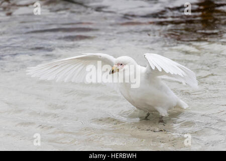 Chionis alba,Sheathbill nevoso, nelle Falkland Foto Stock