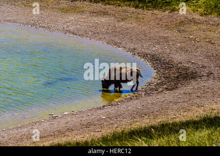 Kanada, Alberta, Parco Nazionale dei laghi di Waterton, Bison Paddock, Bison Foto Stock
