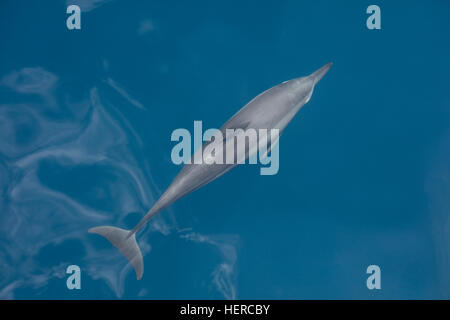 Un Spinner dolphin cruises attraverso il soleggiato acque delle Isole Salomone. Questa diffusa cetacean è altamente acrobatico. Foto Stock