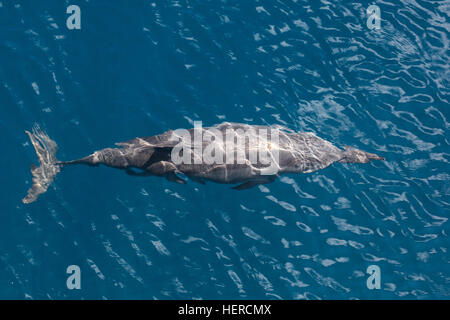 Un Spinner dolphin cruises attraverso il soleggiato acque delle Isole Salomone. Questa diffusa cetacean è altamente acrobatico. Foto Stock