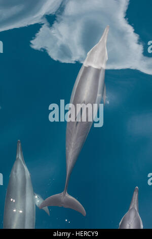 Delino crociera attraverso il soleggiato acque delle Isole Salomone. Questa diffusa cetacean è altamente acrobatico. Foto Stock