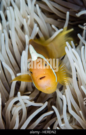 Un cofano bianco (anemonefish Amphiprion leucokranos) nuota fra i tentacoli del suo host anemone nelle isole Salomone. Foto Stock