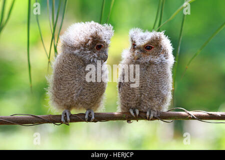 Due owlets seduto su un ramo, Indonesia Foto Stock