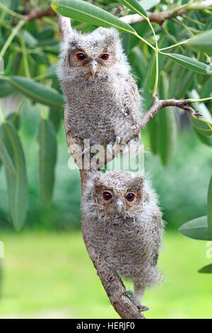 Due owlets seduto su un ramo, Indonesia Foto Stock