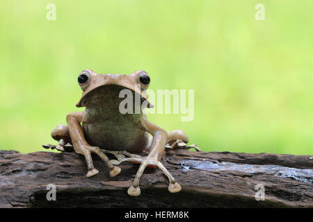 Eared rana seduta sul log, Indonesia Foto Stock