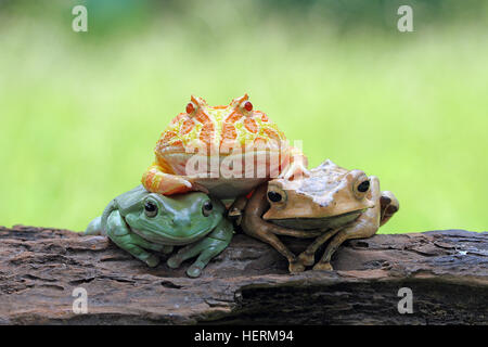 Tre le rane seduto su un registro, Indonesia Foto Stock