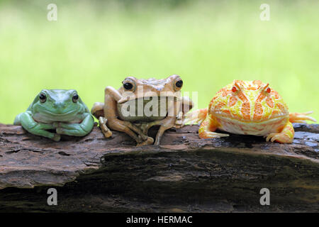 Tre le rane seduto su un registro, Indonesia Foto Stock