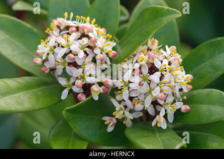 Skimmia japonica NymansSmall fiori bianchi Foto Stock
