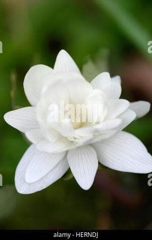 Sanguinaria canadensis multiplexing plena flore close up ritratto Foto Stock