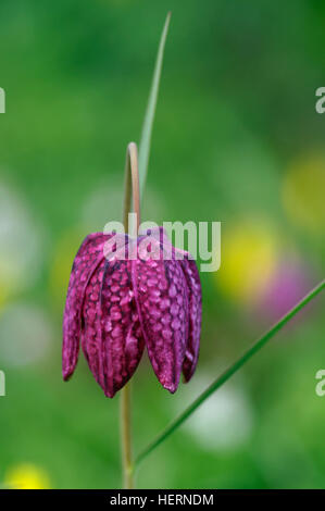 Fritillaria meleagris close up di fiore Foto Stock
