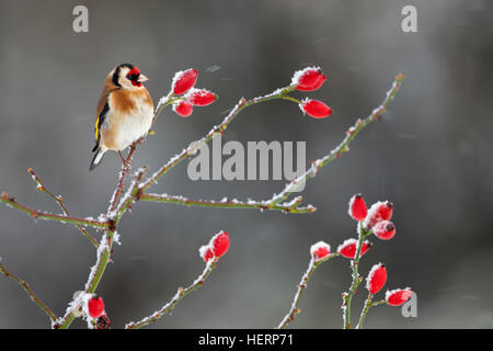 Cardellino Carduelis carduelis su cinorrodi nella neve Foto Stock