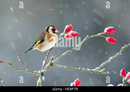 Cardellino Carduelis carduelis su cinorrodi nella neve Foto Stock