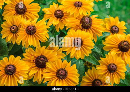 Rudbeckia hirta, Black Eyed Susans, in un giardino. Il fiore è popolare tra i giardinieri del sud degli Stati Uniti. Foto Stock