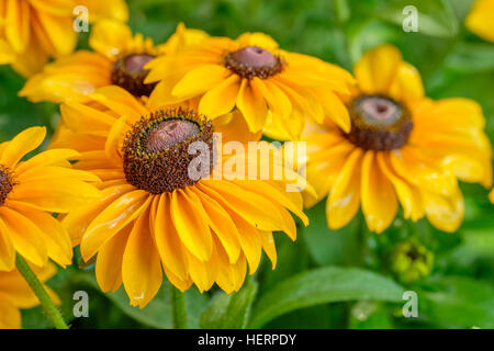 Rudbeckia hirta, black eyed susans, in un ambiente da giardino. Il fiore è popolare con southern usa i giardinieri. Foto Stock