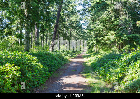 Sentiero forestale lungo stretto di Juan de Fuca. Fort Ebbey parco dello stato. Whidbey Island, WA. Massi e surf. Foto Stock