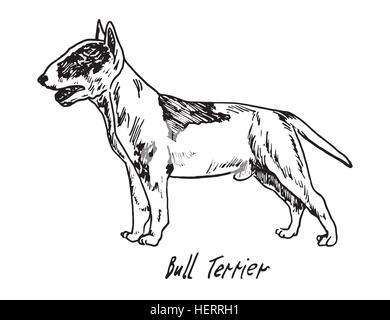 Bull Terrier, disegnati a mano doodle, schizzo in pop art style, vettore Illustrazione Vettoriale