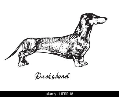 Bassotto disegnati a mano doodle, schizzo in pop art style, vettore Illustrazione Vettoriale