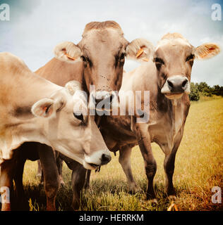 Tre mucche di Aubrac nel prato Foto Stock