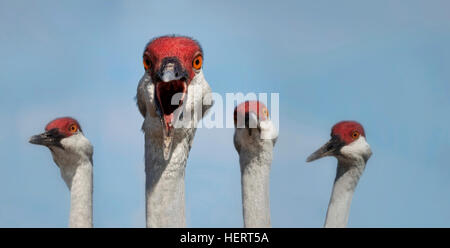 Ritratto di quattro gru di sabbia (Grus canadensis), Florida, Stati Uniti Foto Stock