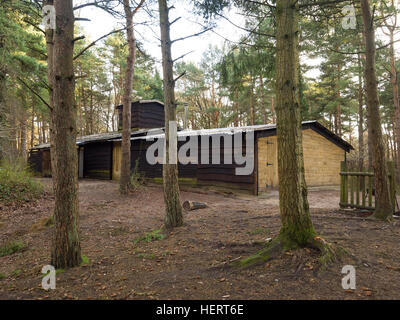 Grande cabina in legno nel bosco Foto Stock