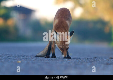 Fox annusando il modo in cui dovrebbe essere Foto Stock