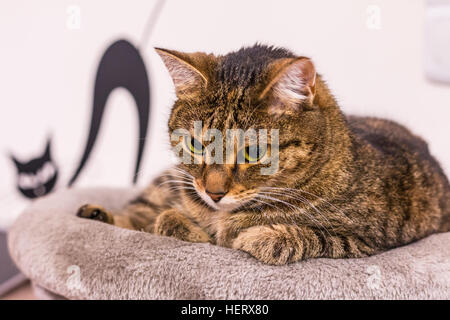 Gatto sulla sommità del scratcher. Bellissimo il gatto domestico giacenti e osservare i dintorni. Foto Stock