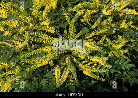Mahonia x media "sole invernale" giardino fiorito arbusto in pieno sole d'inverno Foto Stock
