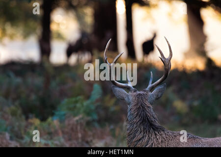 Cervi selvatici con silhouette in distanza Foto Stock