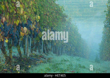 La mattina presto nei vitigni Nebbiolo di Barolo, Piemonte, Italia Foto Stock