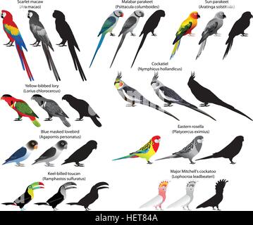 Raccolta di diverse specie di pappagalli. A colori e in bianco e nero di vettore. Illustrazione Vettoriale