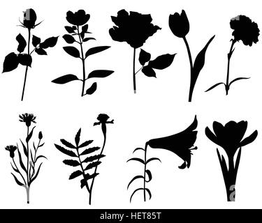 Raccolta di sagome di diverse specie di fiori Illustrazione Vettoriale