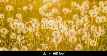 Il tarassaco di sunny medow Foto Stock